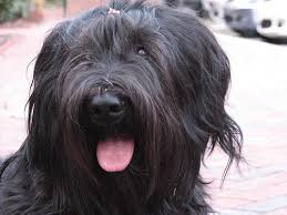 Briard (French Sheep dog)